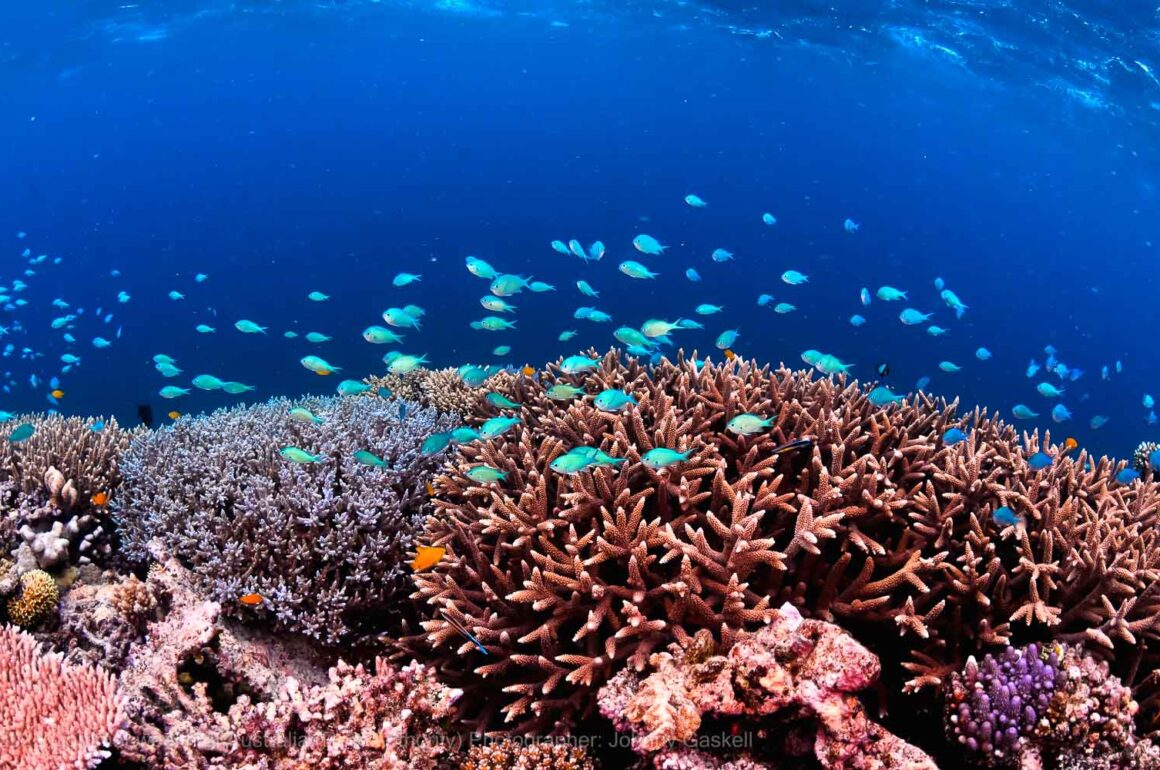 Autorské práva Fotograf Commonwealth Of Australia Reef Authority Johnny Gaskell Fish3 (1 z 1)