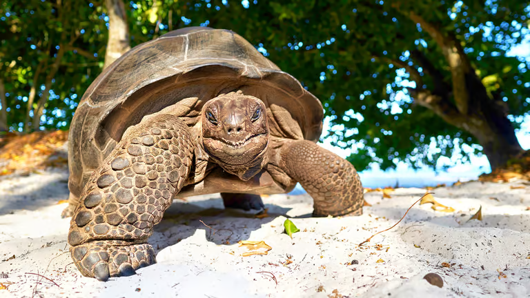 Kam na seychelskú korytnačku