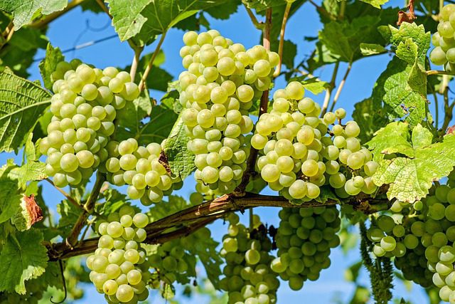 Vineyard vyrábajúci najdrahšie šampanské na svete