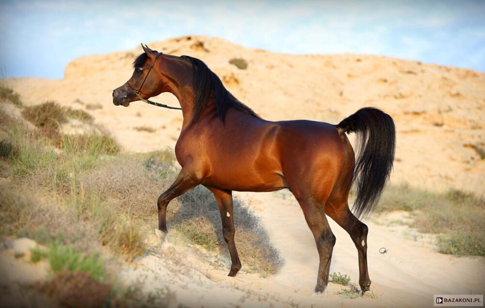 Najdrahší arabský kôň Wadee Al Shaqab