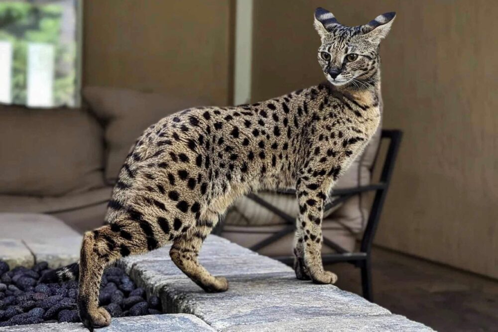 Aká je najdrahšia mačka