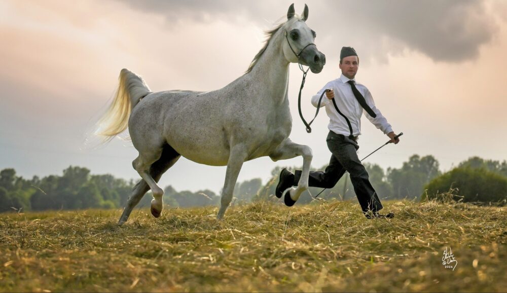 Chov arabských koní