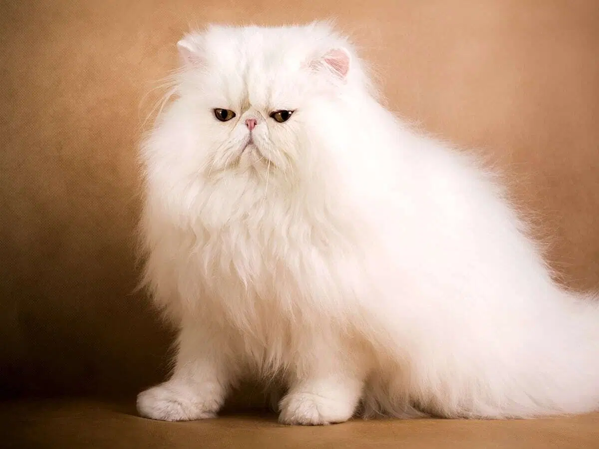 Koľko Stojí Najdrahšia Mačka Blog