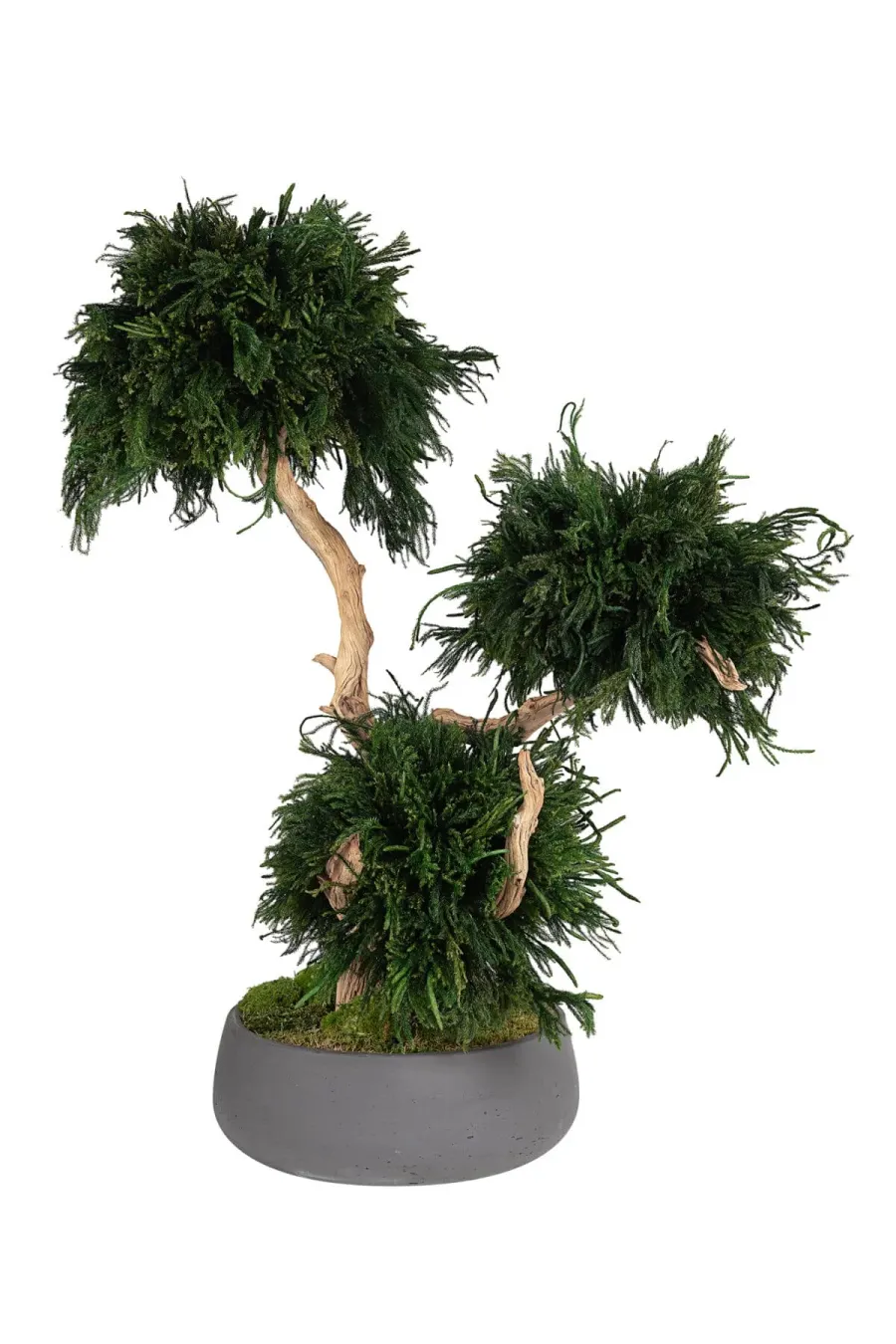 V čom spočíva stabilizácia rastlín