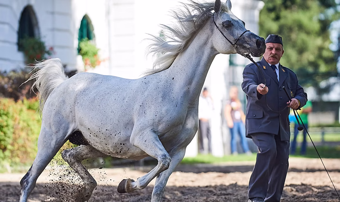 Slávne chovné stanice arabských koní v Poľsku