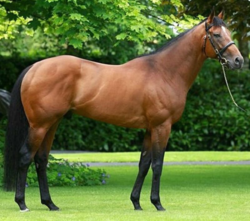 Temperament plnokrvníka