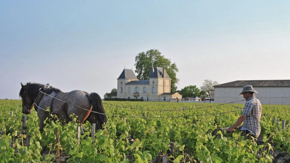 Víno Chateau Margaux Cena